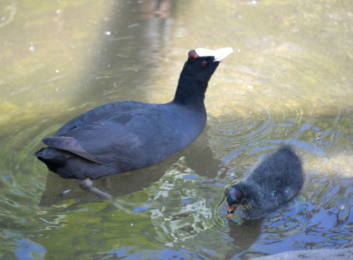 World of Birds Wildlife Sanctuary.